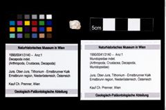 Foto (Objekt + Etikett) von Mundopsidae indet.  (NHMW-GEO-1990-0041-3140)